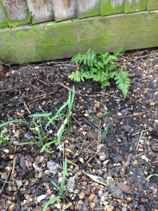 Fern and sraggly first year snowdrops