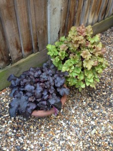 Liquorice and Marmalade Heuchera