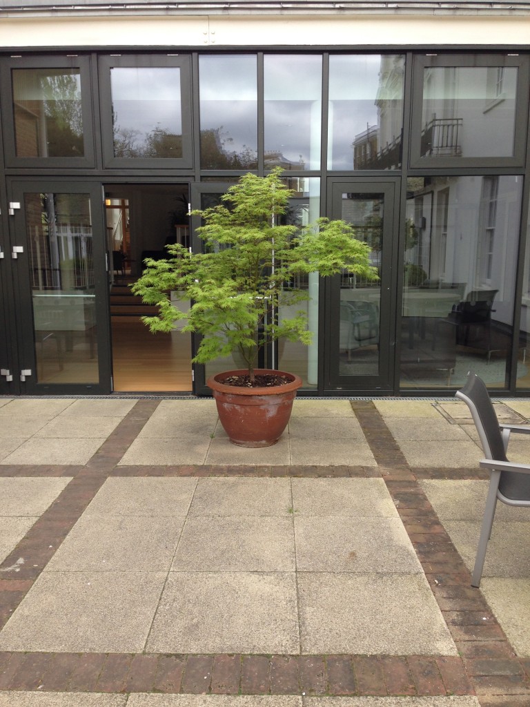 Acer at Holy Trinity Hospice, Clapham