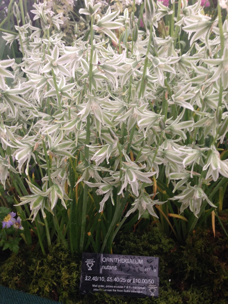 Chelsea Flower Show 2014