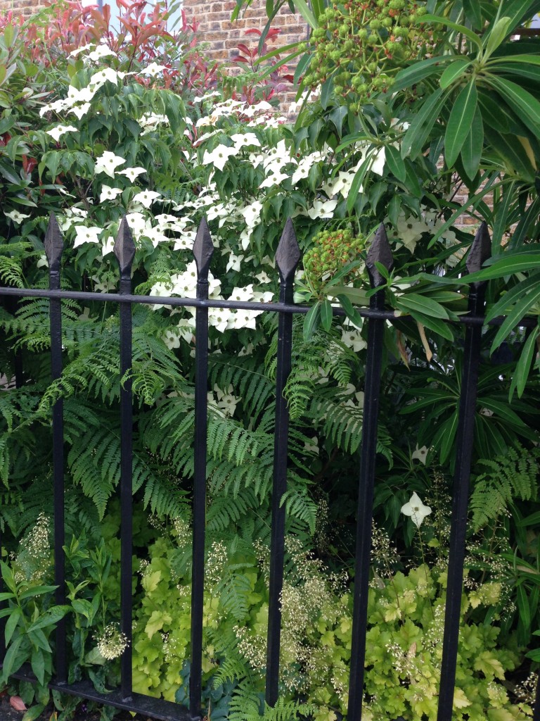 Clapham Manor Street front garden