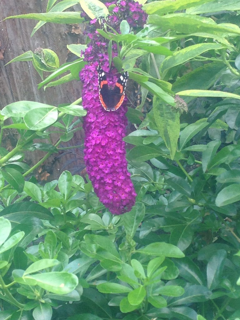 Buddleia proving it's a butterfly bush
