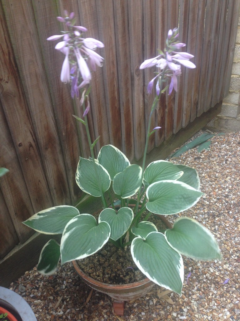 Hosta Francee