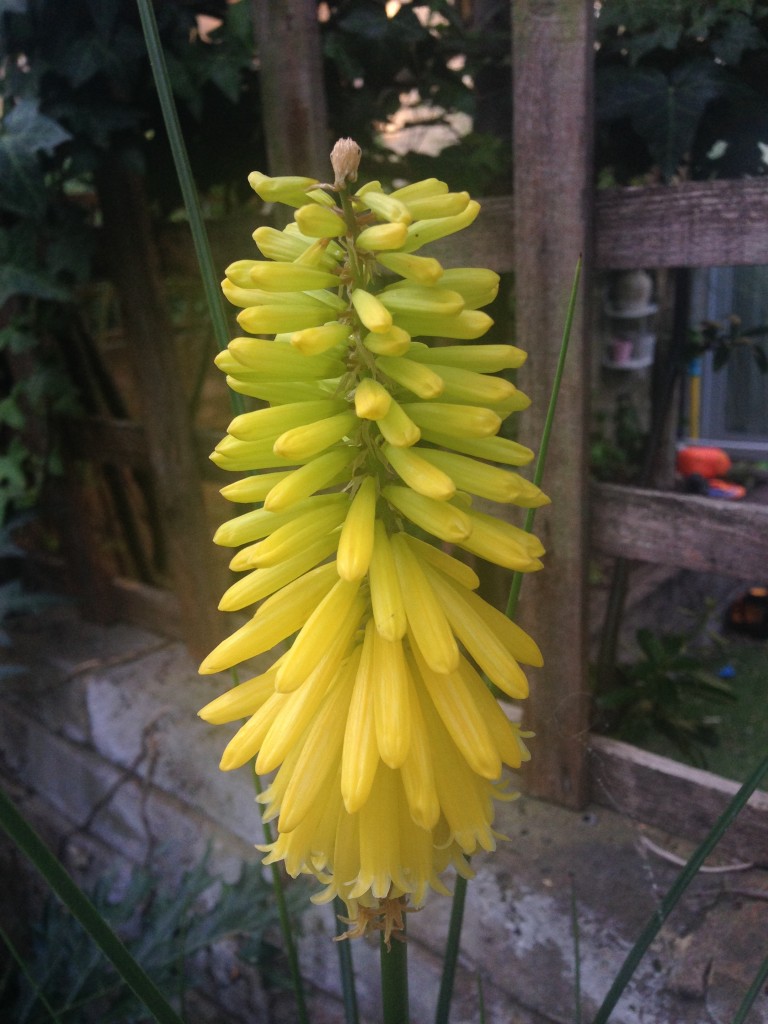 Kniphofia, turned out yellow rather than orange / red