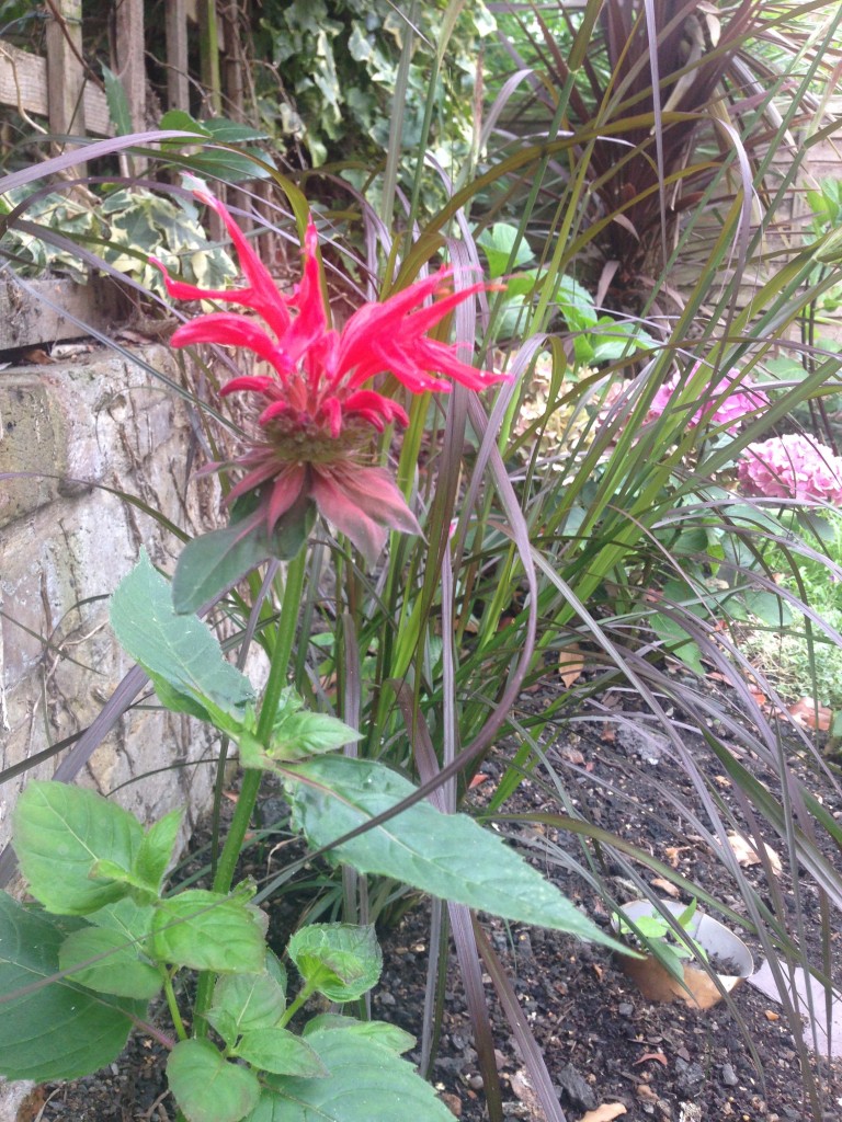 Monarda Cambridge Scarlet