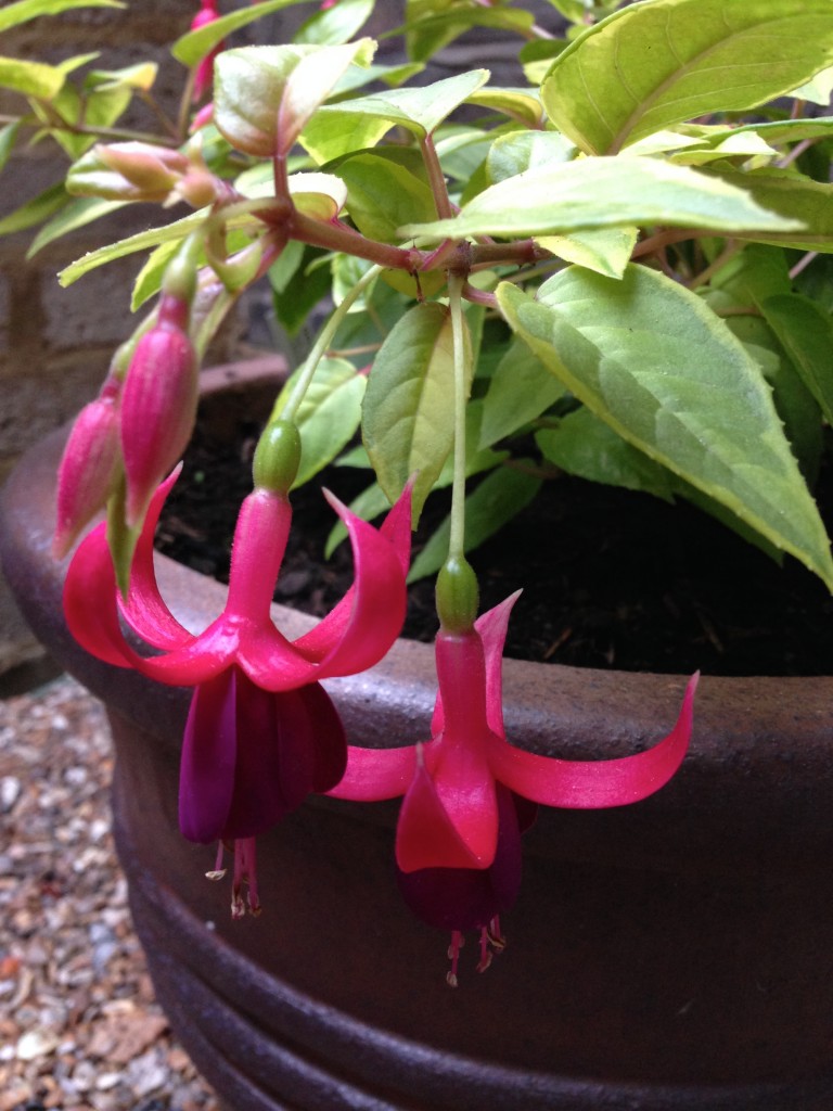 Fuchsia Golden Treasure