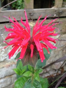 Monarda Cambridge Scarlet