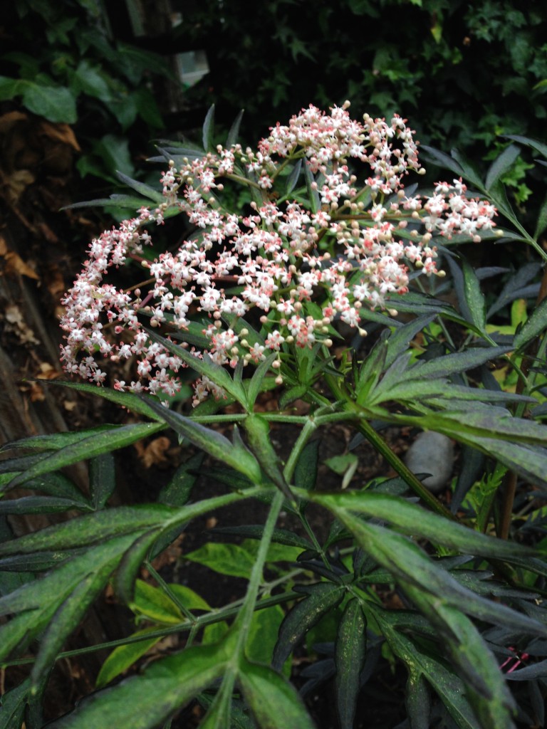 Sambucus nigra black lace