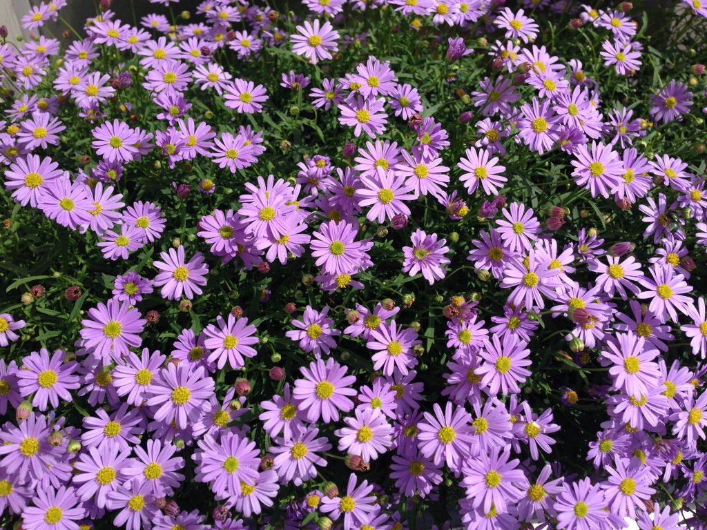 Brachyscombe iberidifolia