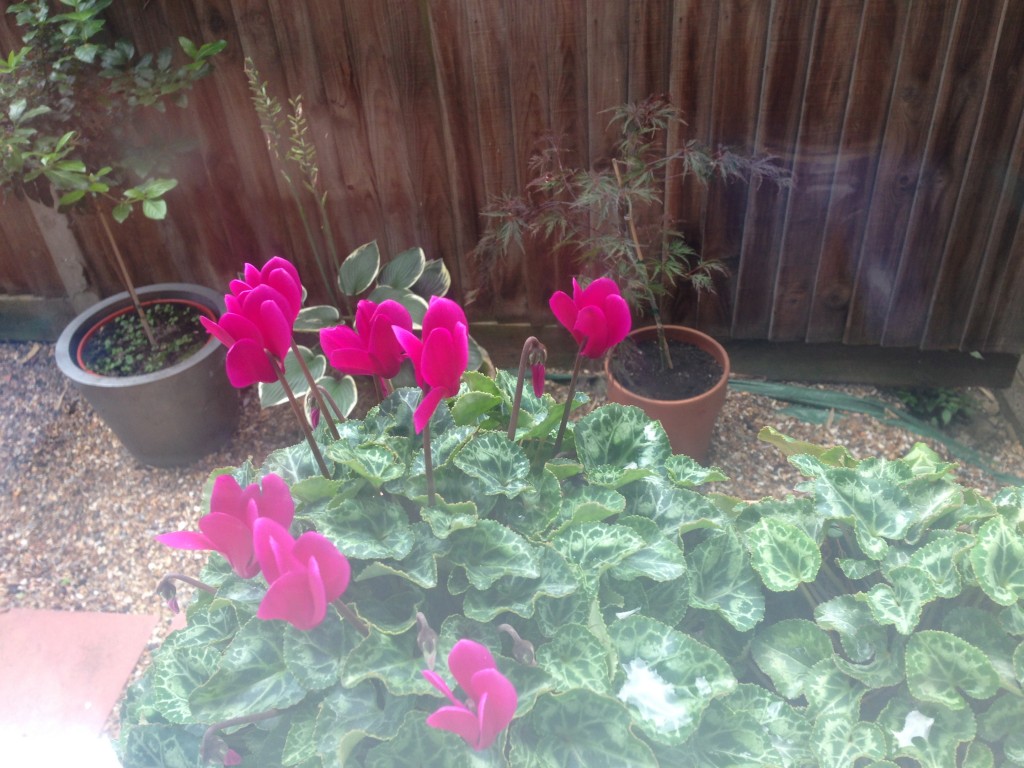 I love this view from the kitchen but slugs are wrecking the cyclamen flowers