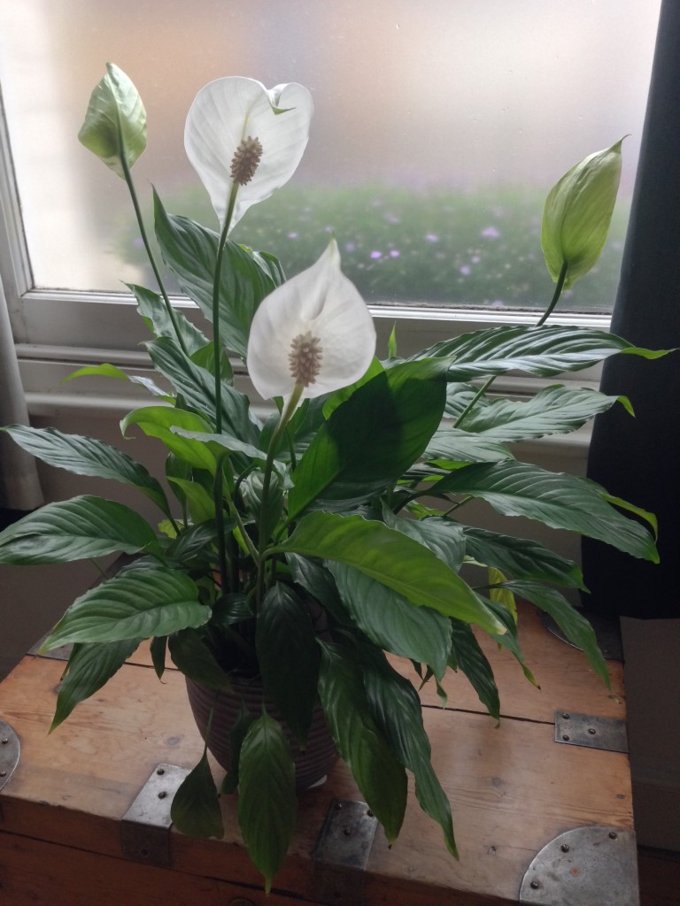 Spathiphyllum (Peace Lily)