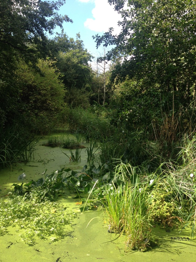 A large pond attached to the nearby canal with newts and frogs