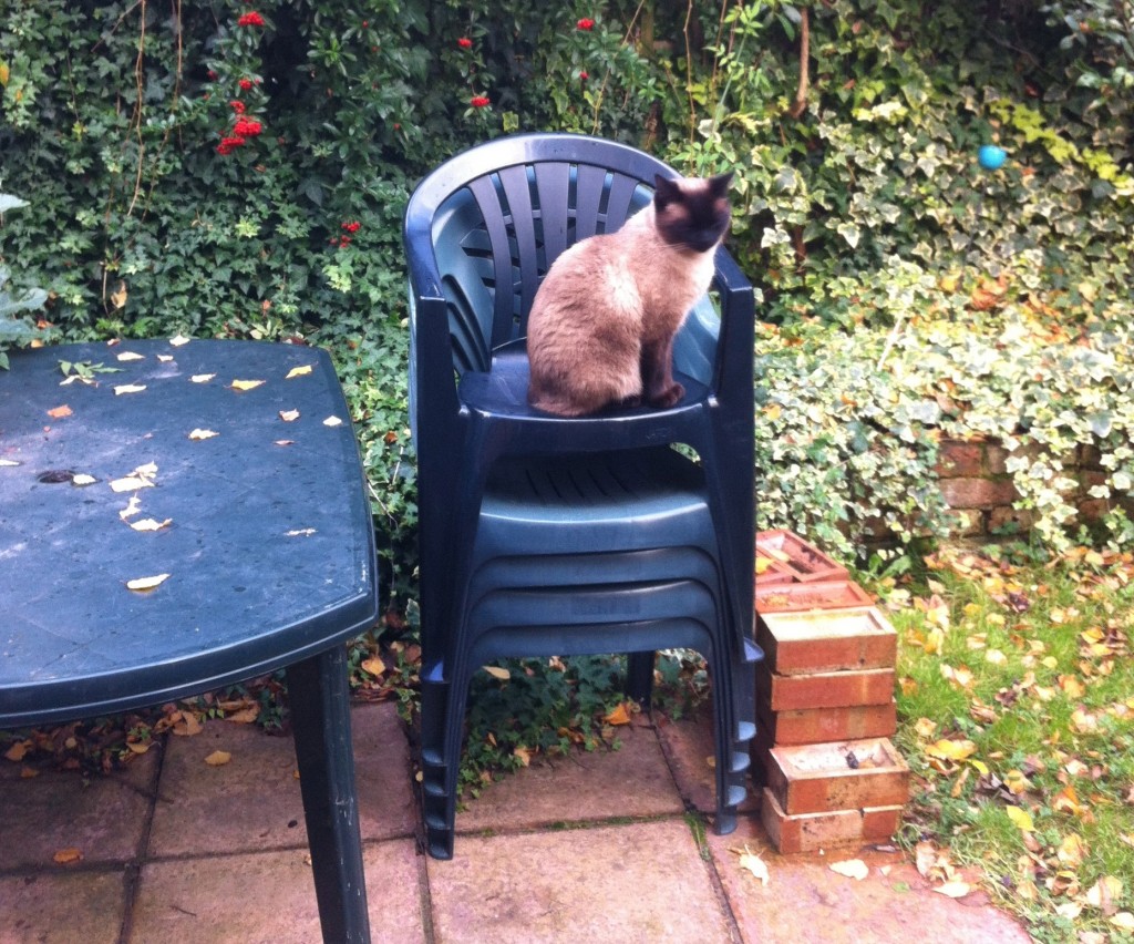 Rumbles modelling the garden back in November 2012