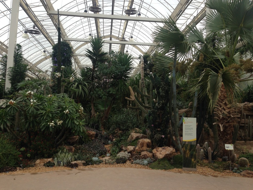 Inside RHS Wisley's main glass house, full of a huge variety of species. Personally I am extremely glad that their cacti look healthy and vibrant. I've been disappointed in recent years by Kew Gardens' cacti display that seem to have lost the love being put into it...