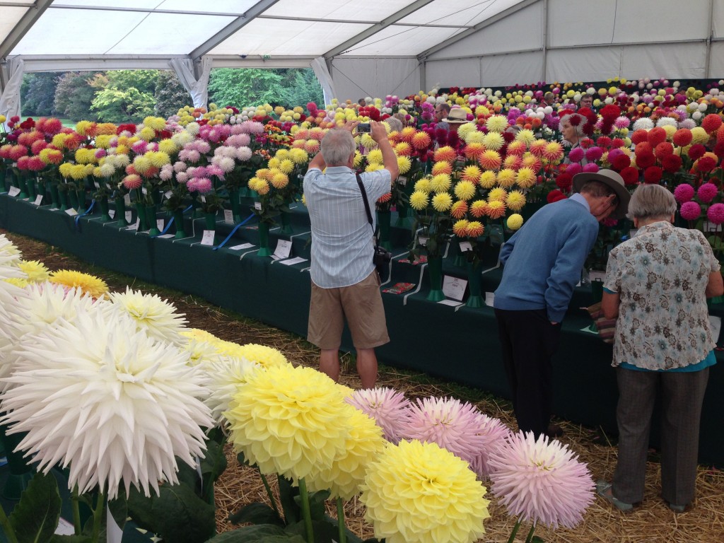 National Dahlia Society Annual Show 2014, RHS Wisley