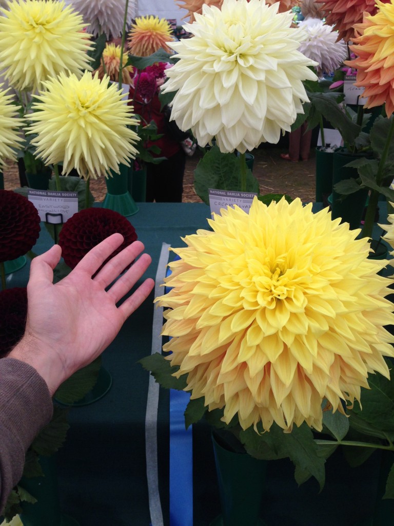 National Dahlia Society Annual Show 2014, RHS Wisley