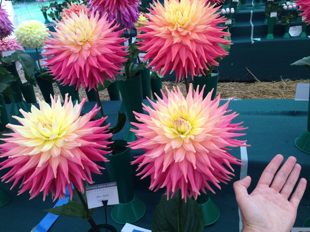 National Dahlia Society Annual Show 2014, RHS Wisley