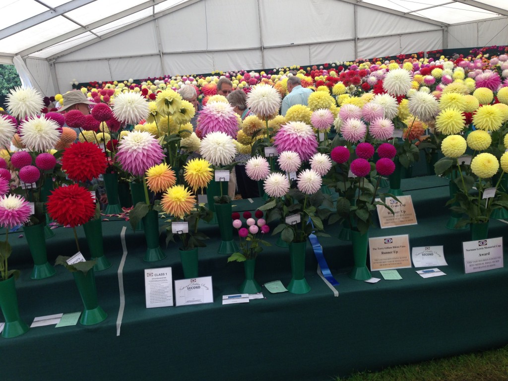 The National Dahlia Society's Annual Show 2014 blew me away and converted me instantly into a Dahlia fan