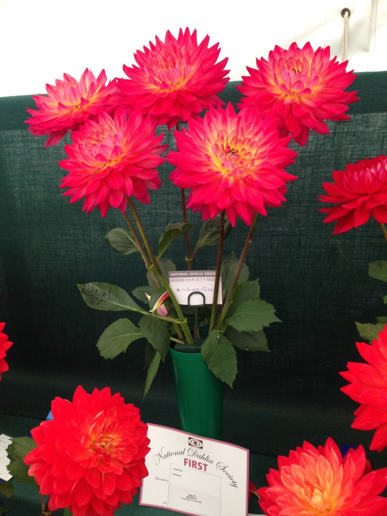 National Dahlia Society Annual Show 2014, RHS Wisley