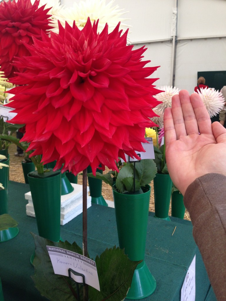 National Dahlia Society Annual Show 2014