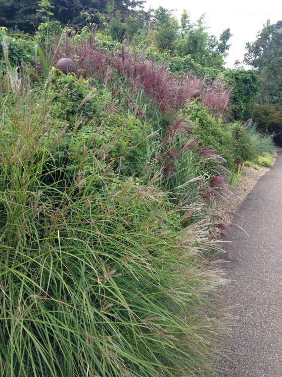 Grass borders - RHS Wisley September 2014