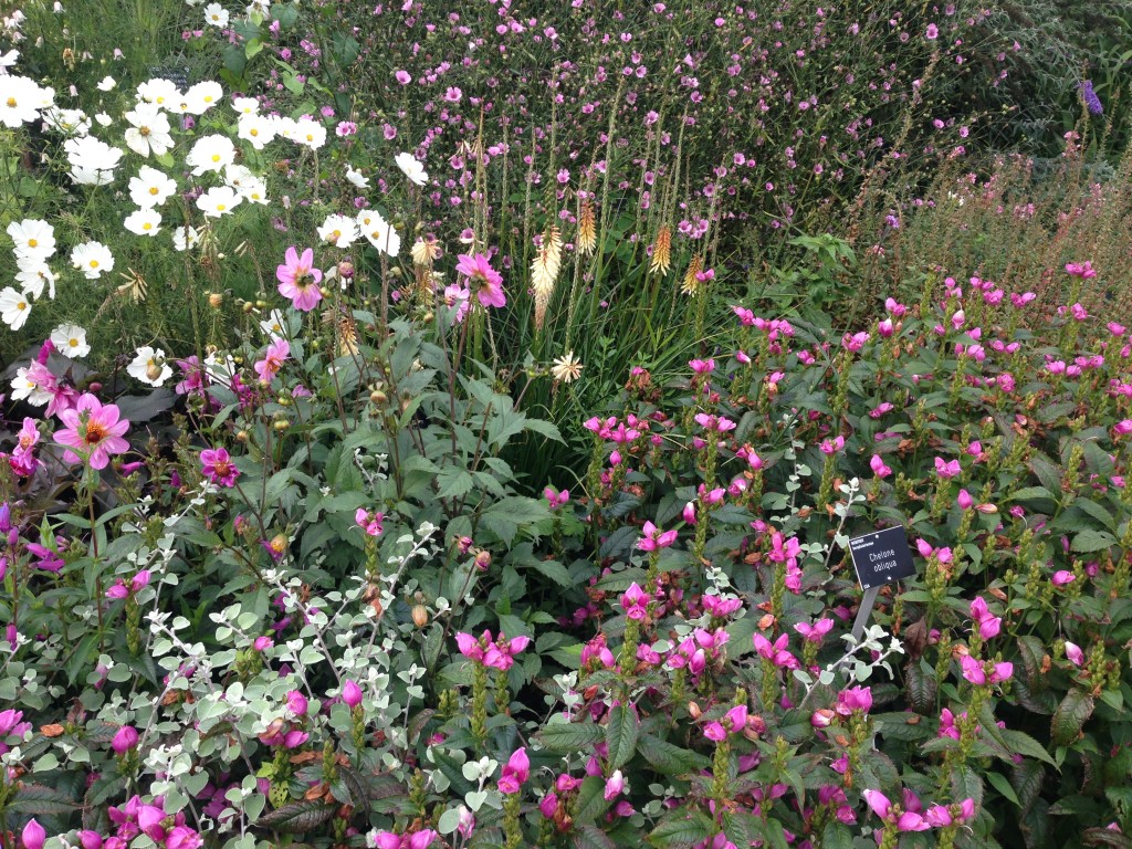 Borders RHS Wisley September 2014