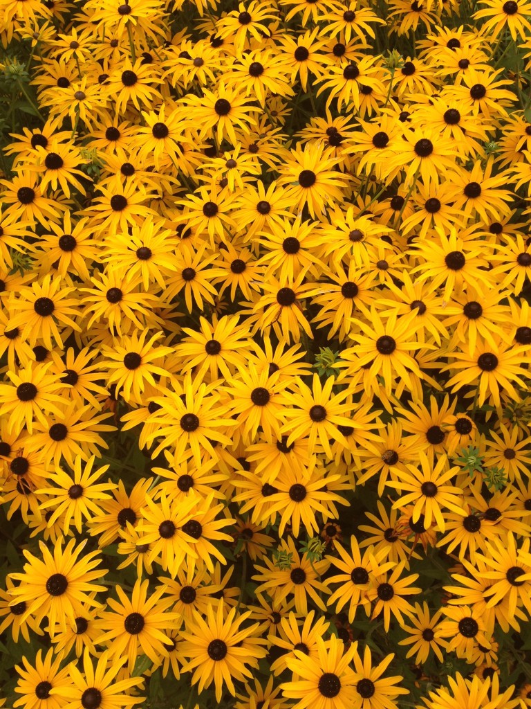 I really love Rudbeckia - RHS Wisley September 2014