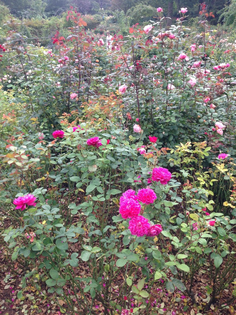 The rose garden is a riot of colour and fragrance even in early September