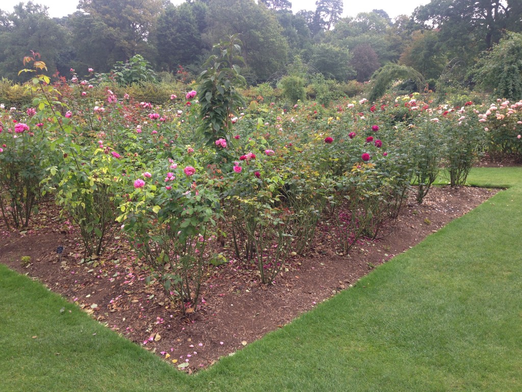 Incredibly healthy rose plantings