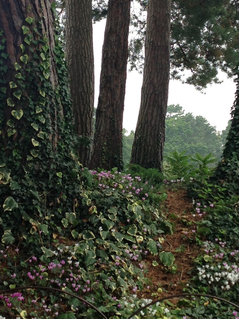 This beautiful woodland view really caught my eye, close to the lily pond