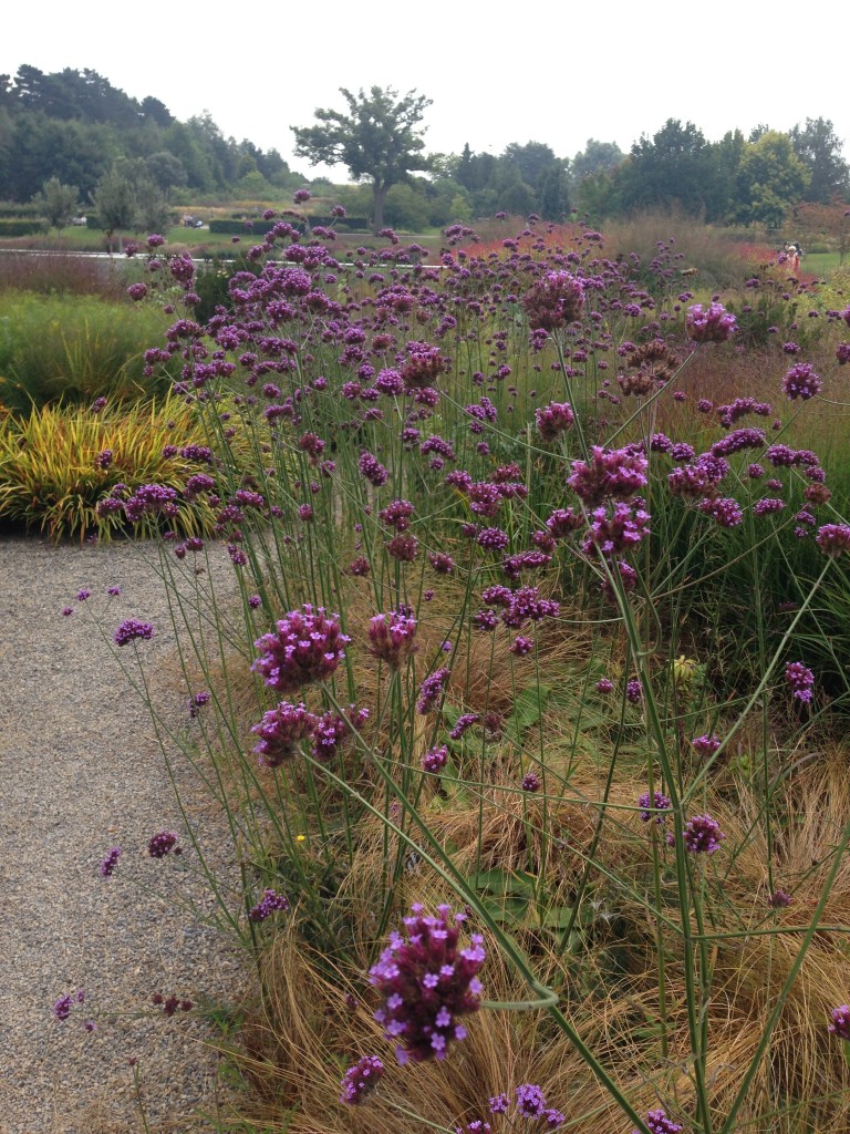 Verbena bonariensis proving its worth in this bed