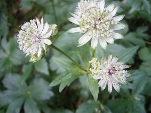 A white Astrantia major