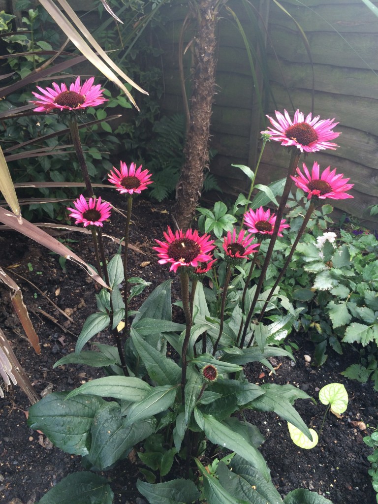 Echinacea purpurea 'Fatal attraction'