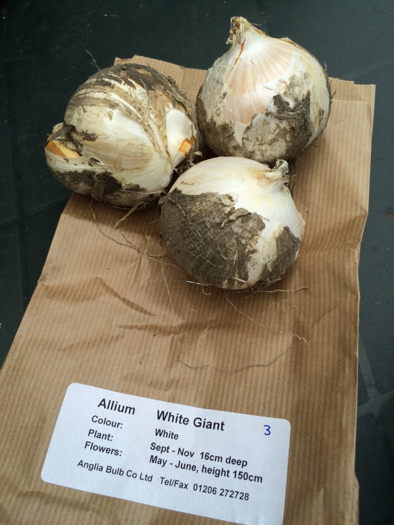 Allium White Giant, Anglia Bulbs