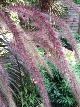 Pennisetum setaceum 'Rubrum'