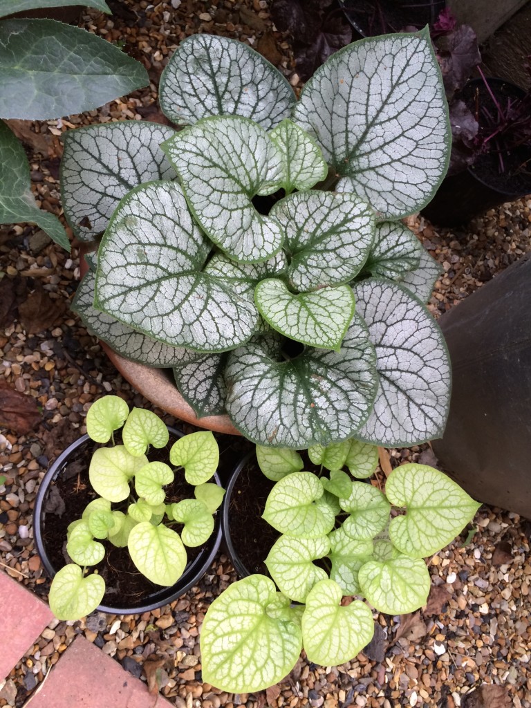 Brunnera macrophylla 'Jack Frost' (top large) and 'Mr Morse' (bottom small - will they go darker?)