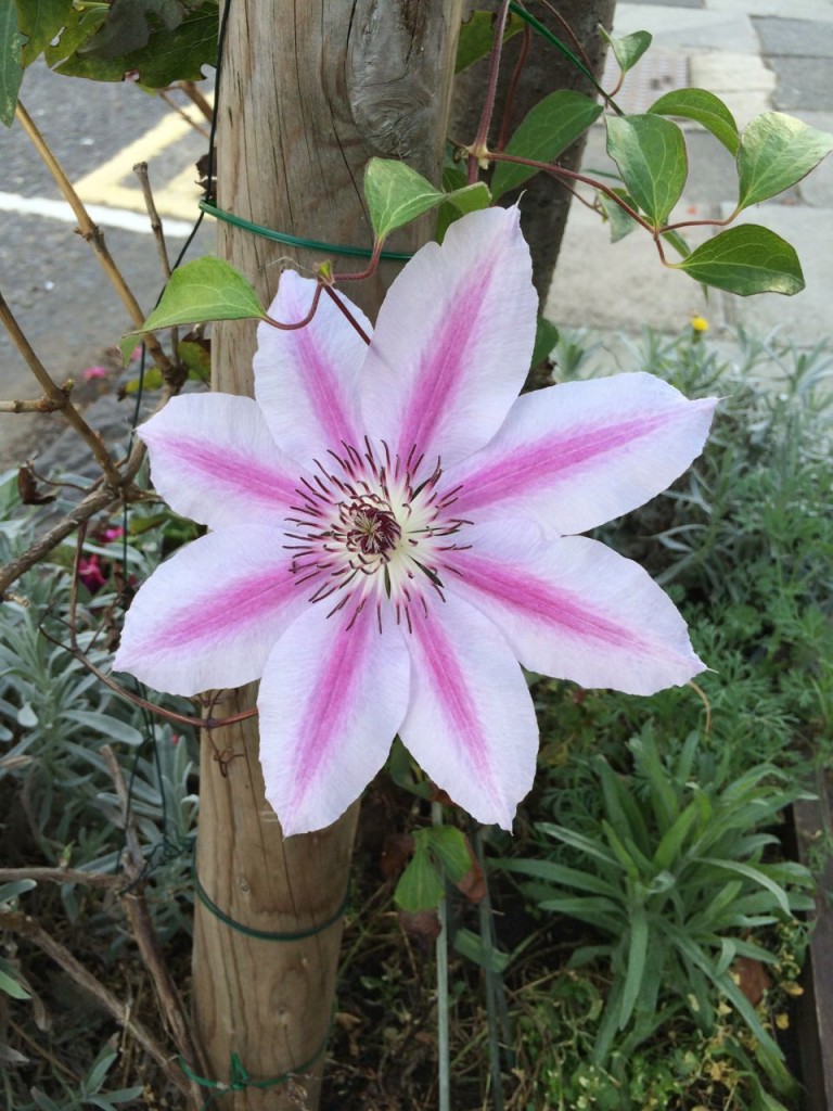 What I think is the late flower of Clematis 'Nelly Moser' in October in a community planting on a pavement on Clapham Manor Street in October