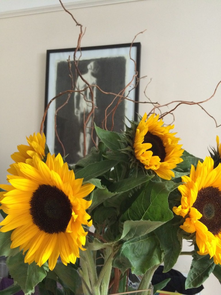 Bought for a fiver, some stunning Helianthus annus from Columbia Road Flower Market