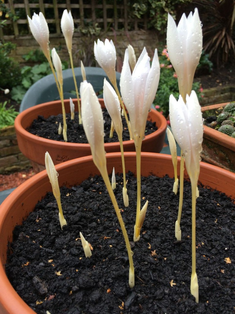 Spring crocus' flowering already because the weather was so mild