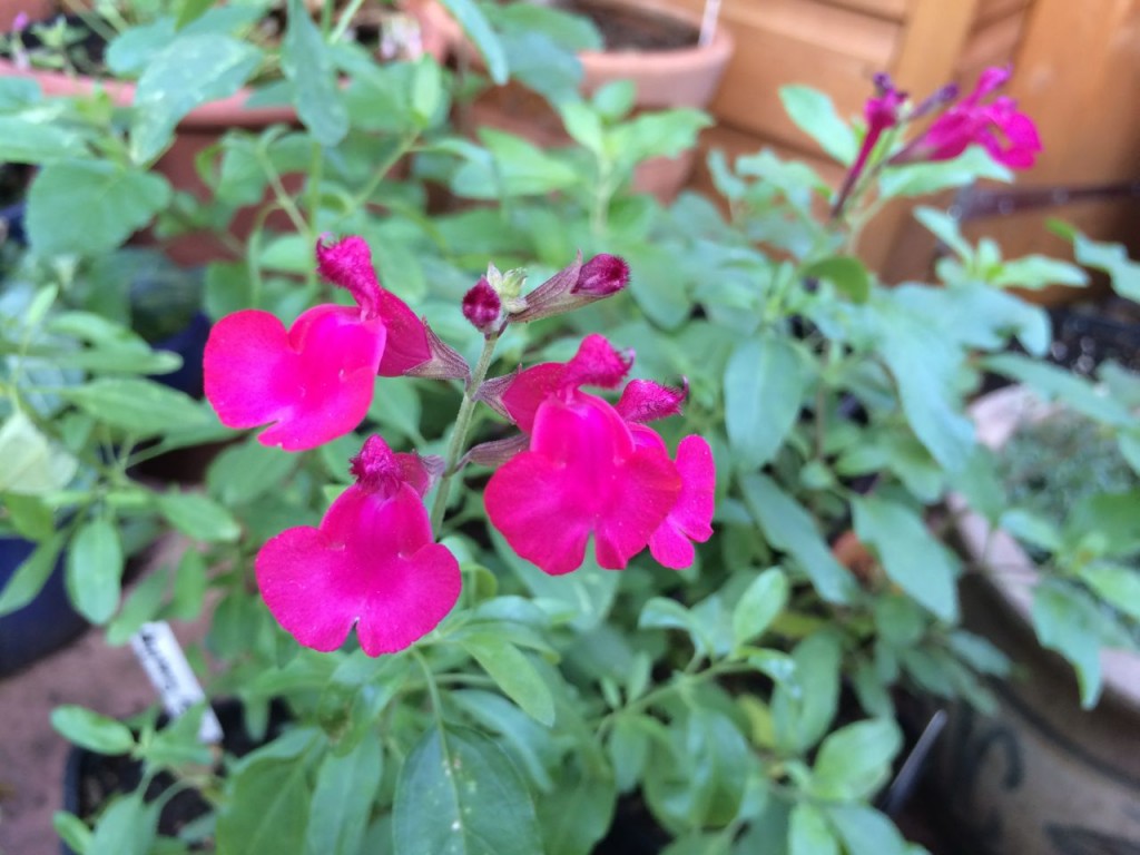 Salvia 'Raspberry Royale'