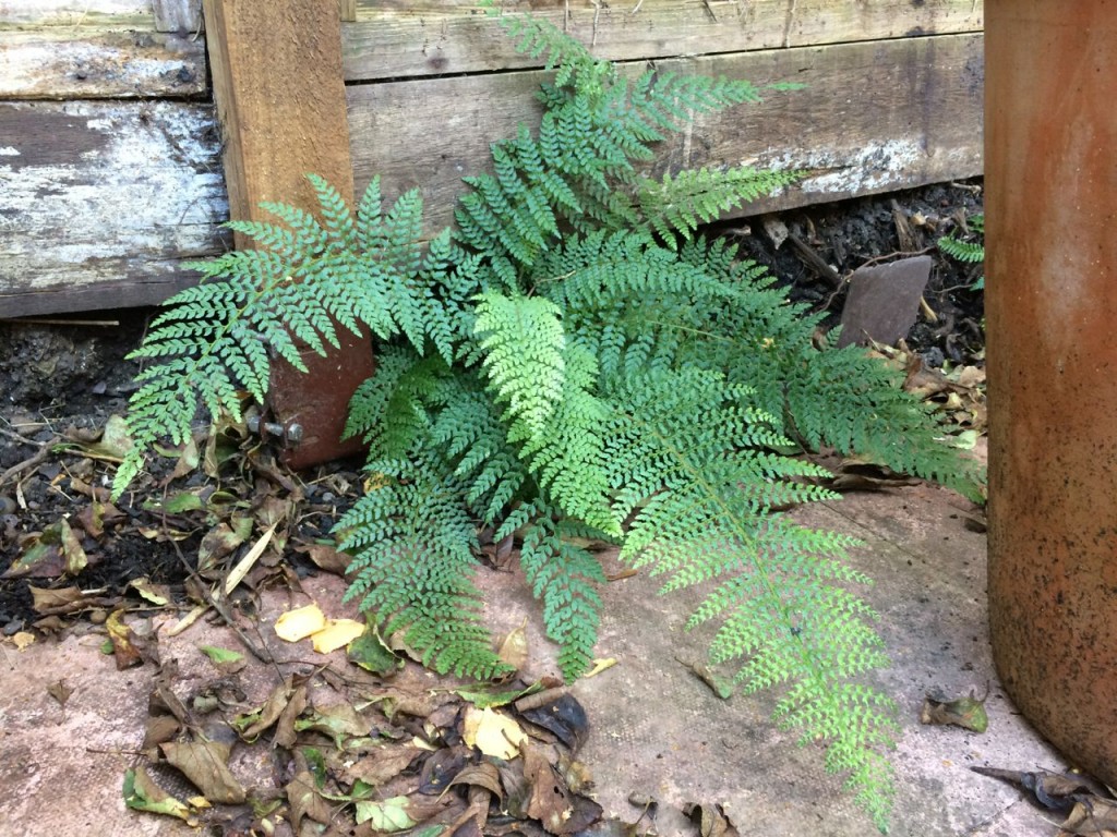 One of the ferns looking good - this one appears to deter slugs