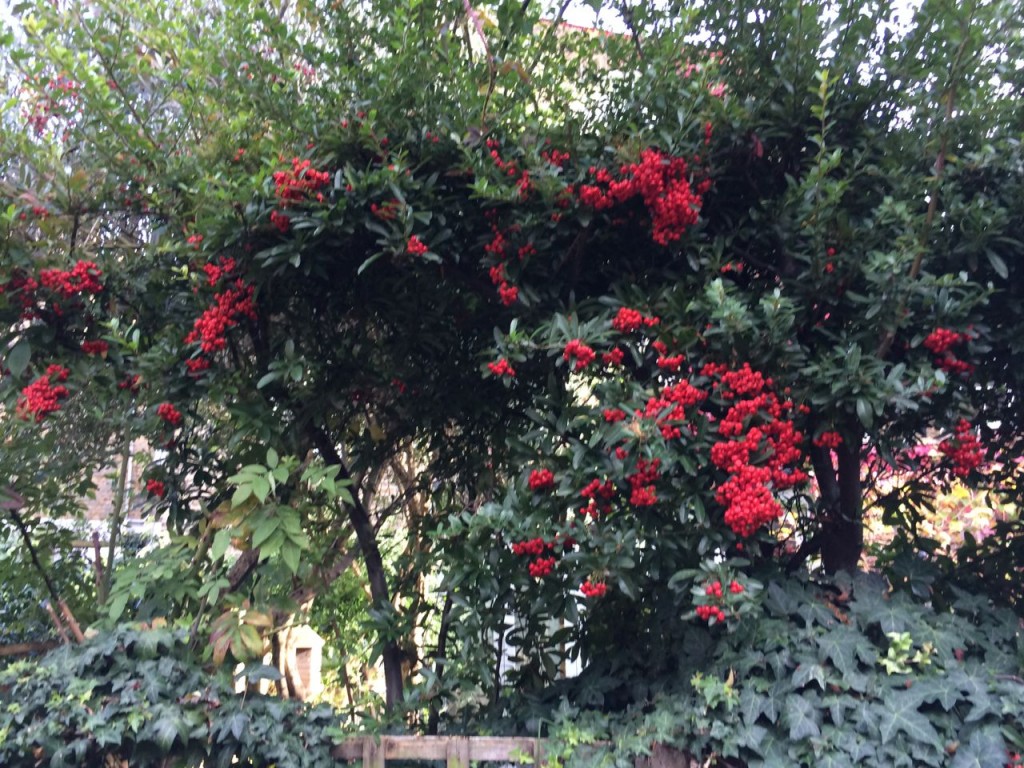 Berries on next door's trees