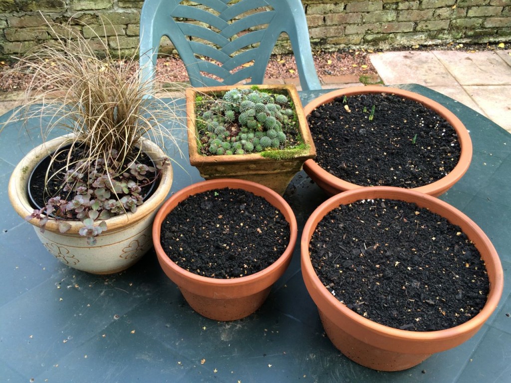 Winter and spring pots at the ready