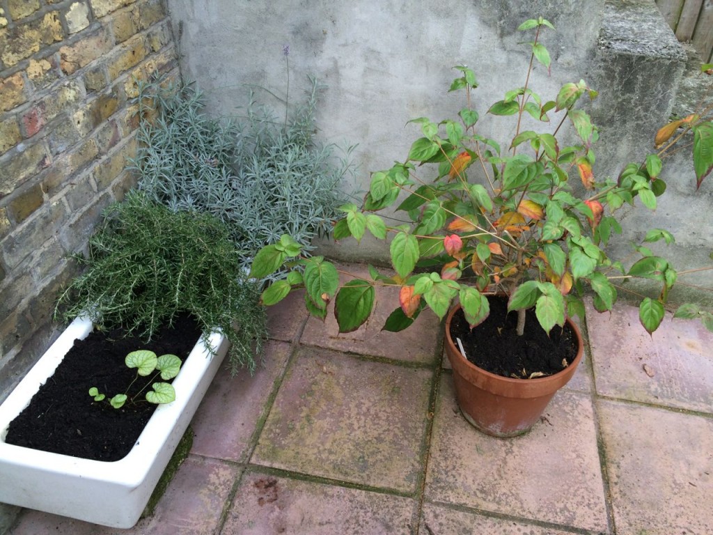 The Lavender and Rosemary did better than I thought they would. The Cornus kousa var 'Chinensis' is starting to drop its leaves. Brunnera macrophylla 'Mr Morse' is doing better out of its pot.