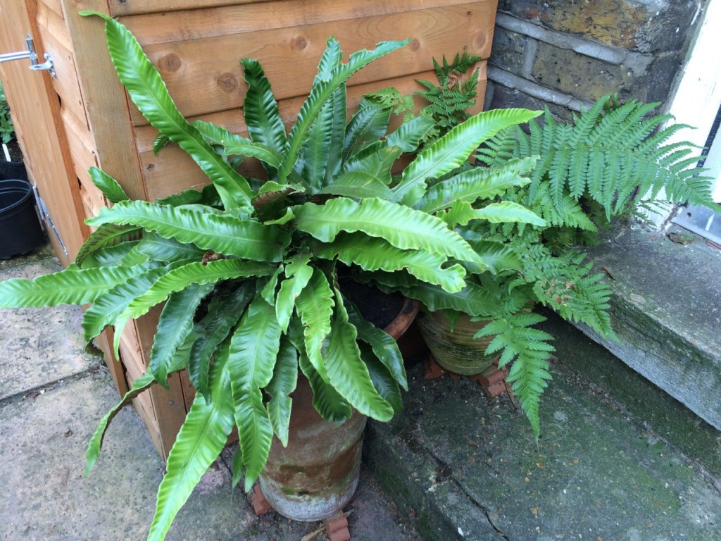 Hart's tongue fern and the Dryopteris look OK - must catch the slugs before they do the damage next year