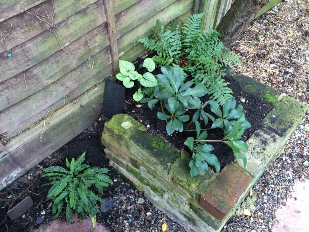 For some reason, everything does really well in this small shady bed. The fern is a bit cat trodden on and slug eaten, but otherwise, the Hellebore from a Clapham fete is doing really well, so is the other division of a Brunnera 'Mr Morse' - bring on the spring white / fresh garden!