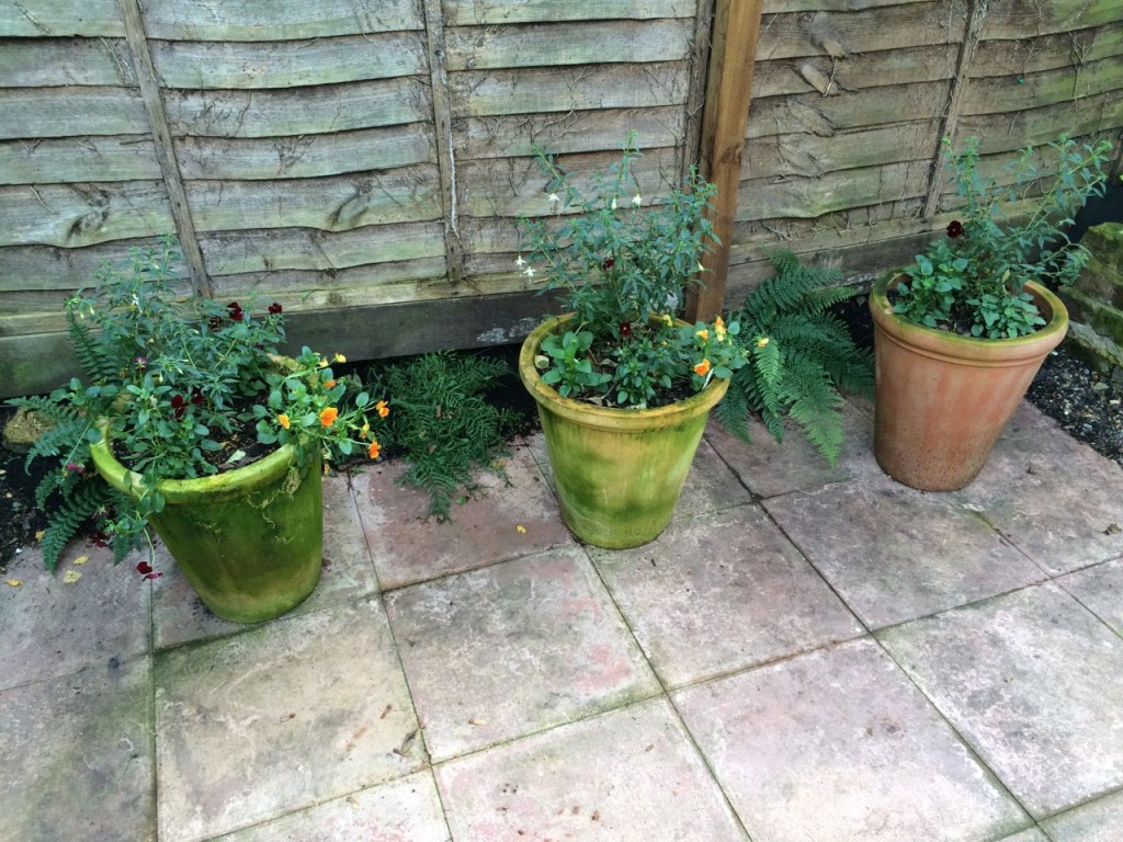 This shady pot area is doing alright. The Fuchsia 'Hawksheads' have come on well despite looking a bit dodgy mid summer, and the ferns are, unbelievably, doing really well in that scrap of soil. Some bright orange and red violas just for fun this year. 