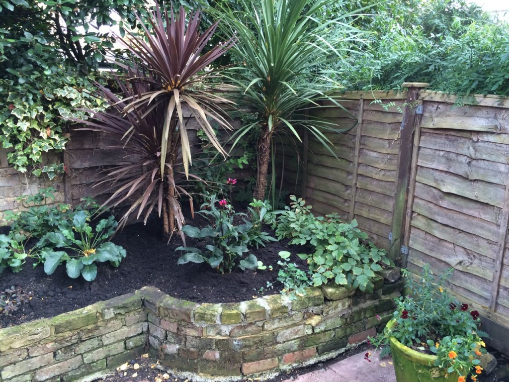 The Cordylines seem to be much happier now it's cooler and wetter. The Astilbes have looked a bit dodgy all summer - perhaps our garden is too dry. Otherwise, the Brunnera is doing well here too, as is the other Hellebore, fern. While the Echineceas are shutting down. 