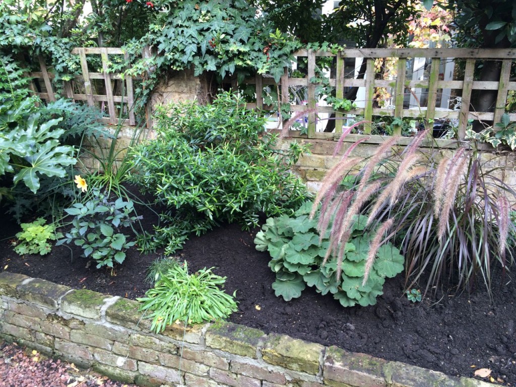 Who knew that a mulch could make everything look so much tidier! That Hebe (while I love it) is going next year, its flowers are too pastel. If you want it, let me know, it is quite stunning.