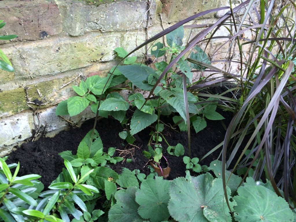 The Monarda 'Cambridge scarlet' managed a couple of flowers this year but otherwise seemed to be doing badly. However, in the last two months it has sprouted loads of off shoots. I'll have to keep a check on its spread but hopefully this is a sign of a better display in 2015.